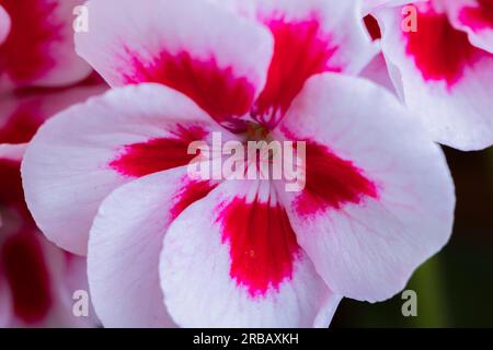 Geranio (Pelargonium), bianco-rosso, fiore, primo piano Foto Stock