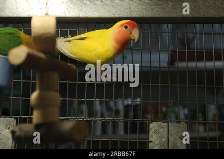 Il pappagallo Rosello giallo rosso siede in una gabbia su un bastone. Uccelli nella nursery. Vendita di pappagalli Foto Stock