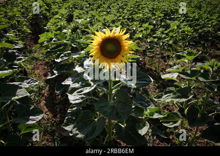 Fiore singolo di girasole (Helianthus annuus), campo di girasole, Stoccarda, Baden-Wuerttemberg, Germania Foto Stock