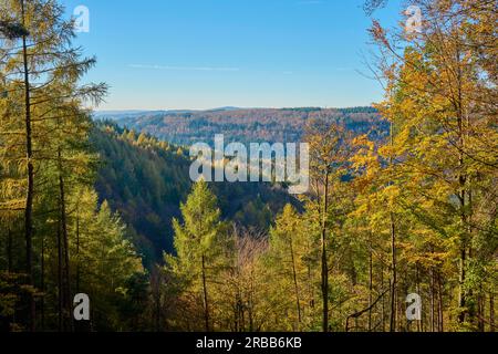 Foresta, valle, faggeta, autunno, Hesselbach, Odenwald, Assia, Germania Foto Stock