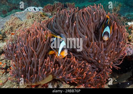 Pesce pagliaccio di Allard (Amphiprion allardi) nel suo splendore anemone (Heteractis magnifica), sito di immersione del Parco Nazionale della Baia di Sodwana, Maputaland Marine Foto Stock