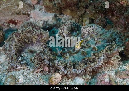 Anemone in perline (Heteractis aurora) con pesci pagliaccio giovani (Amphiprion allardi), sito di immersione del Parco Nazionale della Baia di Sodwana, Maputaland Marine Foto Stock