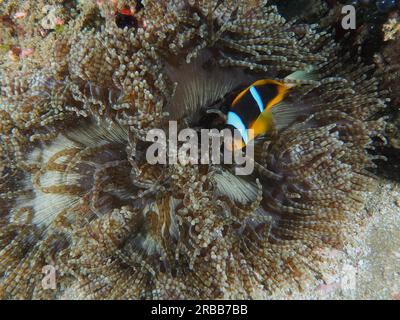 Anemone con perline (Heteractis aurora) abitato da Allards anemonefish (Amphiprion allardi), Sodwana Bay National Park dive site, Maputaland Marine Foto Stock