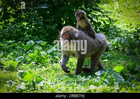 Macaco giapponese (Macaca fuscata), scimmia delle nevi o macaco dal volto rosso, madre con giovane, in cattività, Affenberg Landskron, Carinzia, Austria Foto Stock