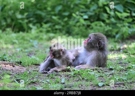 Macaco giapponese (Macaca fuscata), scimmia delle nevi o macaco dal volto rosso, madre con giovane, in cattività, Affenberg Landskron, Carinzia, Austria Foto Stock