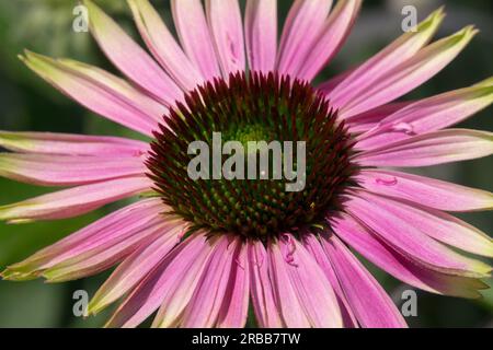 Fiore, Echinacea "Green Envy" Foto Stock