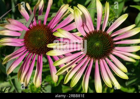 Echinacea purpurea "Green Envy", Echinacea, fioritura Foto Stock