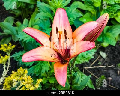 Giglio ibrido asiatico o Lilium hybridum in giardino. A luglio fiorisce un bulbo giglio arancione. Foto Stock