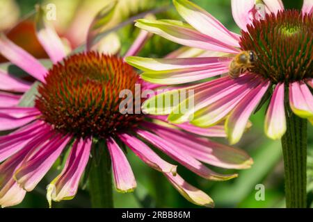 Fiore da giardino, Echinacea "Green Envy", piante Coneflowers, api con teste di fiori Foto Stock