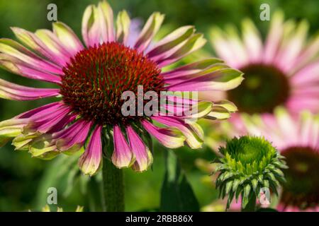 Echinacea, Coneflower, Echinacea 'Green Envy', Blooming, Echinaceas Fioriere Foto Stock