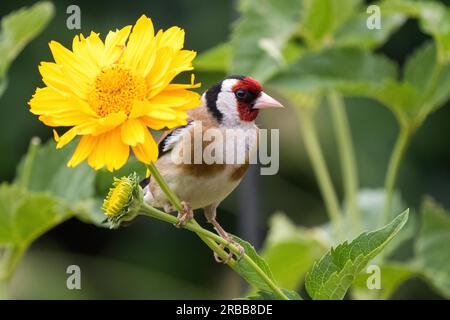 European goldfinch (Carduelis carduelis), seduto sul gambo di girasole (Helenium autumnale), Assia, Germania Foto Stock