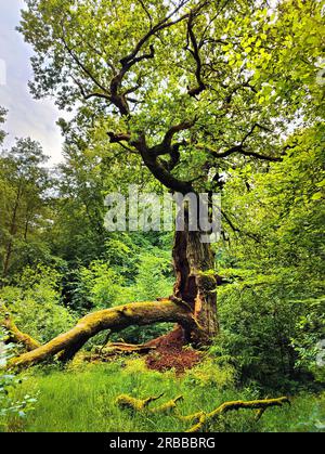 Foresta primordiale di Sababurg, riserva naturale, tenuta di Reinhardswald, Assia, Germania Foto Stock
