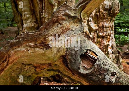 Foresta primordiale di Sababurg, riserva naturale, tenuta di Reinhardswald, Assia, Germania Foto Stock