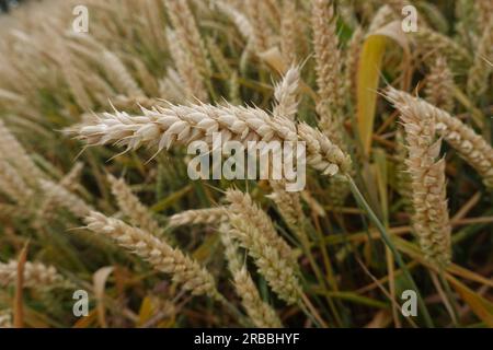 Feld mit erntereifem Weizen, Nordrhein-Westfalen, Deutschland Foto Stock