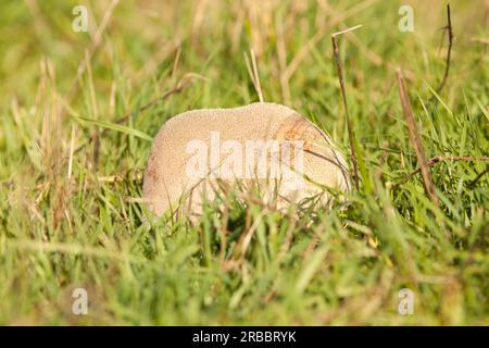 Enorme fungo di puffball nel prato Foto Stock