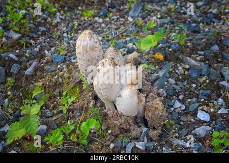 Coprinus Comatus, fungo d'inchiostro, cappuccio d'inchiostro a basso contenuto. Gruppi di piccoli funghi bianchi nell'erba di un parco. Cibo, funghi commestibili e fotografia macro. Foto Stock