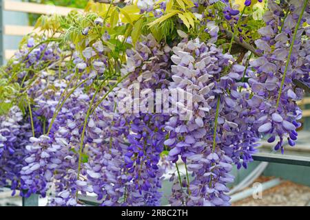 Viola fiori di glicine in fiore appeso dal vitigno Foto Stock