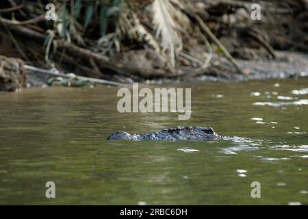 Coccodrillo estuarino (Crocodylus porosus) sulle rive del fiume Daintree nel tropicale far North Queensland, Australia Foto Stock