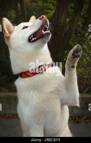 Cane giapponese Shiba Inu in colletto rosso con bocca aperta Foto Stock