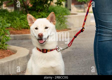 Cane shiba inu bianco con colletto rosso al guinzaglio nel parco Foto Stock