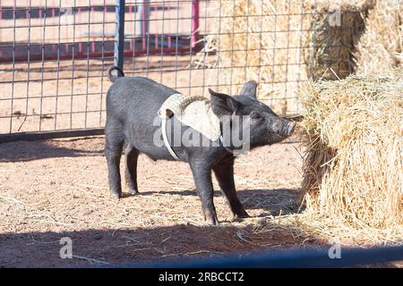 Piglet in procinto di gareggiare nelle Pig Races all'evento Bedourie Camel Race, una tradizione australiana dell'Outback, Queensland, QLD, Australia Foto Stock