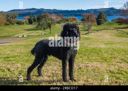 Barboncino nero standard in erba a Secombe Park, Taupo, nuova Zelanda. Foto Stock