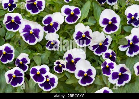 Un campo di fiori di pansia bianchi e viola con centri gialli circondati da foglie verdi. Foto Stock