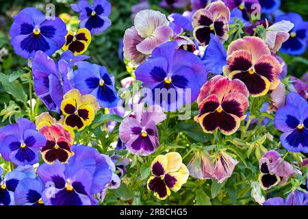 Primo piano di fiori di pansia colorati in un giardino. Foto Stock