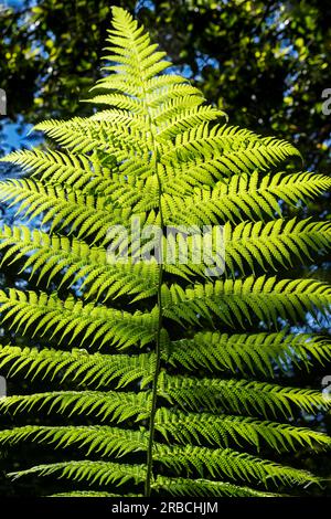 Primo piano della grande foglia di felce nella foresta in un sole luminoso. Concetto di crescita e ambiente. Foto Stock