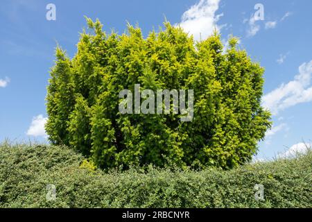 Taxus baccata Tree English Yew and Cotoneaster hedge Yew Tree Taxus baccata Foto Stock