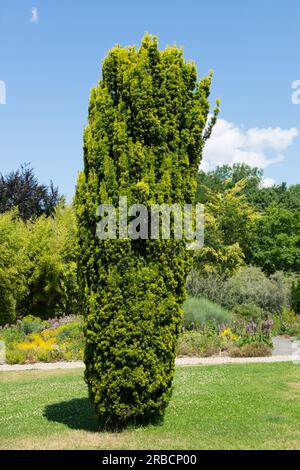 Taxus baccata 'Fastigiata Aurea', Yew inglese, Taxus baccata, Tree in Garden Foto Stock