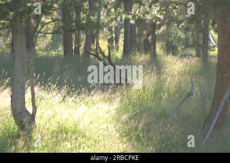 Viste del parco nazionale di Yellowstone, Wyoming, scattate durante la visita dal segretario Dirk Kempthorne e dagli assistenti Foto Stock