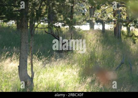 Viste del parco nazionale di Yellowstone, Wyoming, scattate durante la visita dal segretario Dirk Kempthorne e dagli assistenti Foto Stock