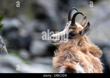 The Tatra Chamois, Rupicapra rupicapra tatrica. A chamois in its natural habitat during the transition from winter to summer fur. The Tatra Mountains, Foto Stock