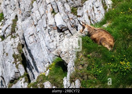 The Tatra Chamois, Rupicapra rupicapra tatrica. A chamois in its natural habitat during the transition from winter to summer fur. The Tatra Mountains, Foto Stock