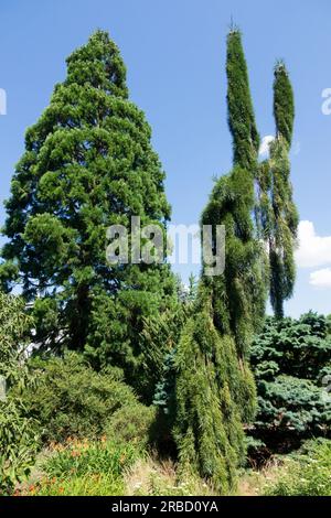 Sequoiadendron giganteum, sequoia gigante, sequoiadendron giganteum "Barabits Requiem" in primo piano Foto Stock