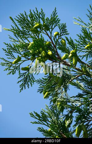 Coni di Calocedrus, Calocedrus devaluta coni sul ramo Foto Stock