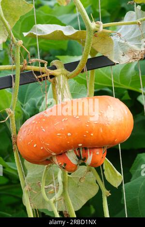 Turban squash, Turban Turk's Turban, Turban francese, Cucurbita maxima Turk's Turban, squash invernale, singolo frutto che cresce sulla vite Foto Stock