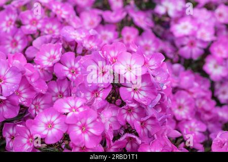 Phlox paniculata Ditosmur Viola Bianca, Giardino Phlox, fiori rossastri-viola con centri bianchi Foto Stock