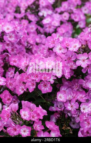 Phlox paniculata Ditosmur Viola Bianca, Giardino Phlox, fiori rossastri-viola con centri bianchi Foto Stock