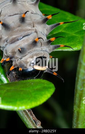 Cairns Birdwing Butterfly, Ornithoptera euphorion, caterpillar, Malanda, Queensland. Foto Stock