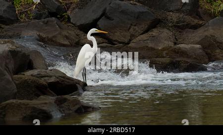 Egret intermedio (Ardea intermedia) Un egretto grosso più grande del bestiame e delle piccole Egrets, ma più piccolo del grande Egret. Spesso confonde un Foto Stock