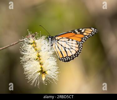 Le farfalle monarca elencate come in via di estinzione, cambiamenti climatici, siccità e perdite di habitat sono alcuni dei fattori chiave che hanno contribuito alla brusca de Foto Stock