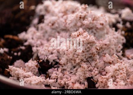 Una foto ravvicinata della frittura di carne di montone con cocco. La carne viene cotta in una padella con spezie e latte di cocco. Foto Stock