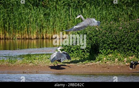 Aironi grigi in una disputa in un lago Yorkshie Foto Stock