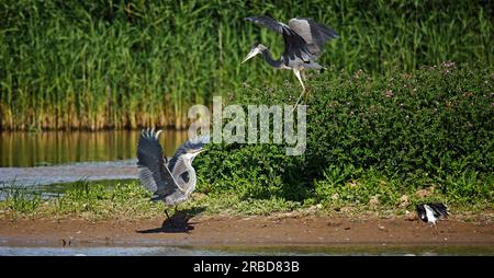 Aironi grigi in una disputa in un lago Yorkshie Foto Stock