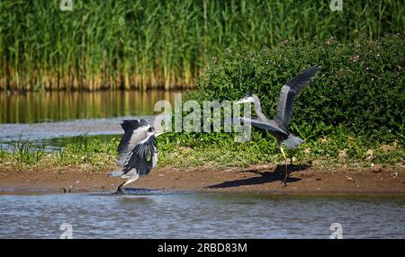 Aironi grigi in una disputa in un lago Yorkshie Foto Stock