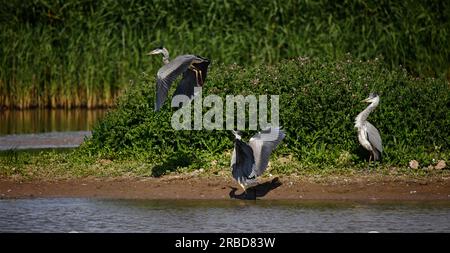 Aironi grigi in una disputa in un lago Yorkshie Foto Stock