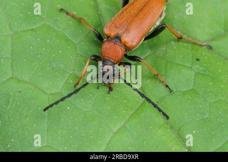 Primo piano naturale su un bulke Beetle Longhorn rosso-marrone , Corymbia o Stictoleptura rubra su foglia verde Foto Stock