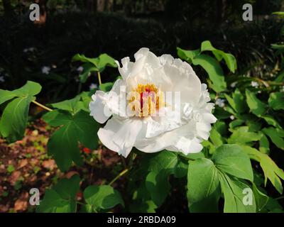 una peonia bianca isolata fiorisce con riflessi gialli nelle giornate di sole Foto Stock